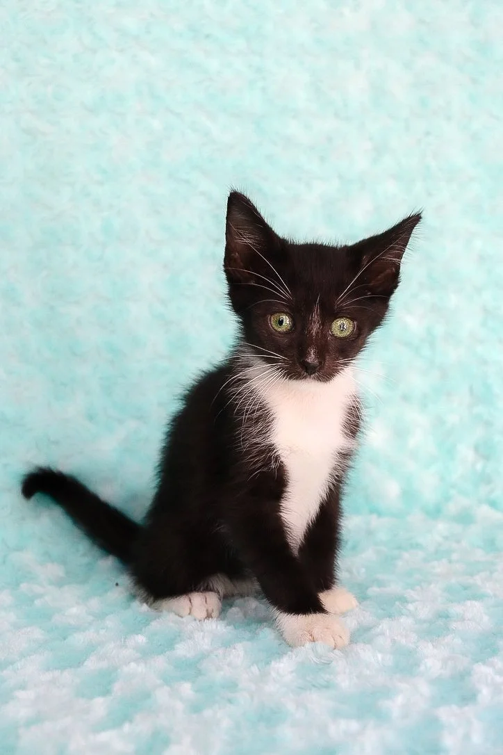 Adopt a pet