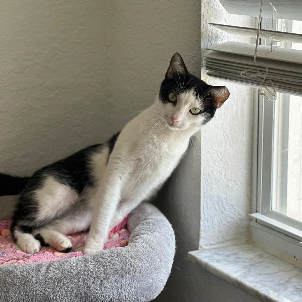Speed Bump available for adoption