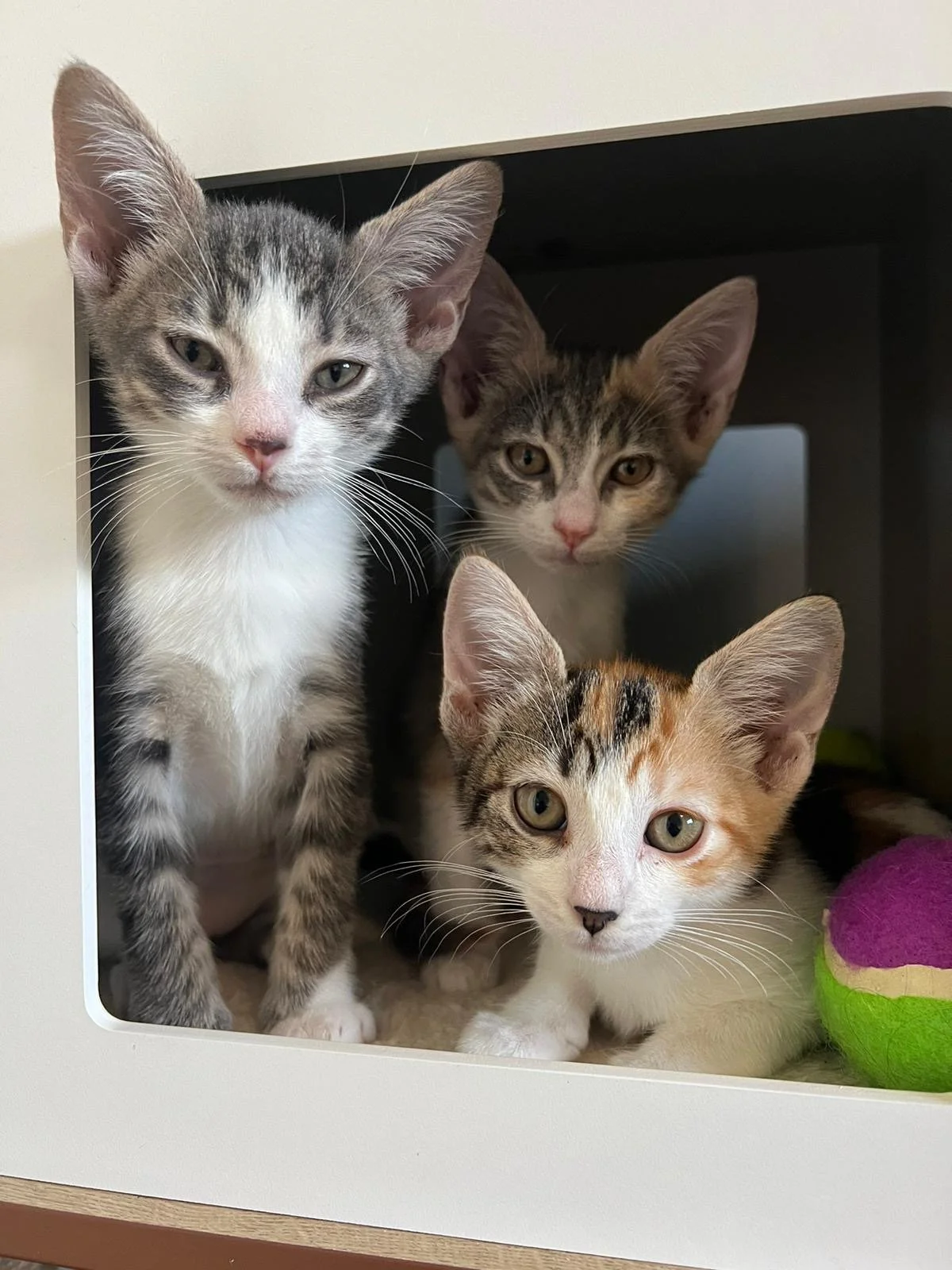 Foster animals at Kitty Puppy Alliance
