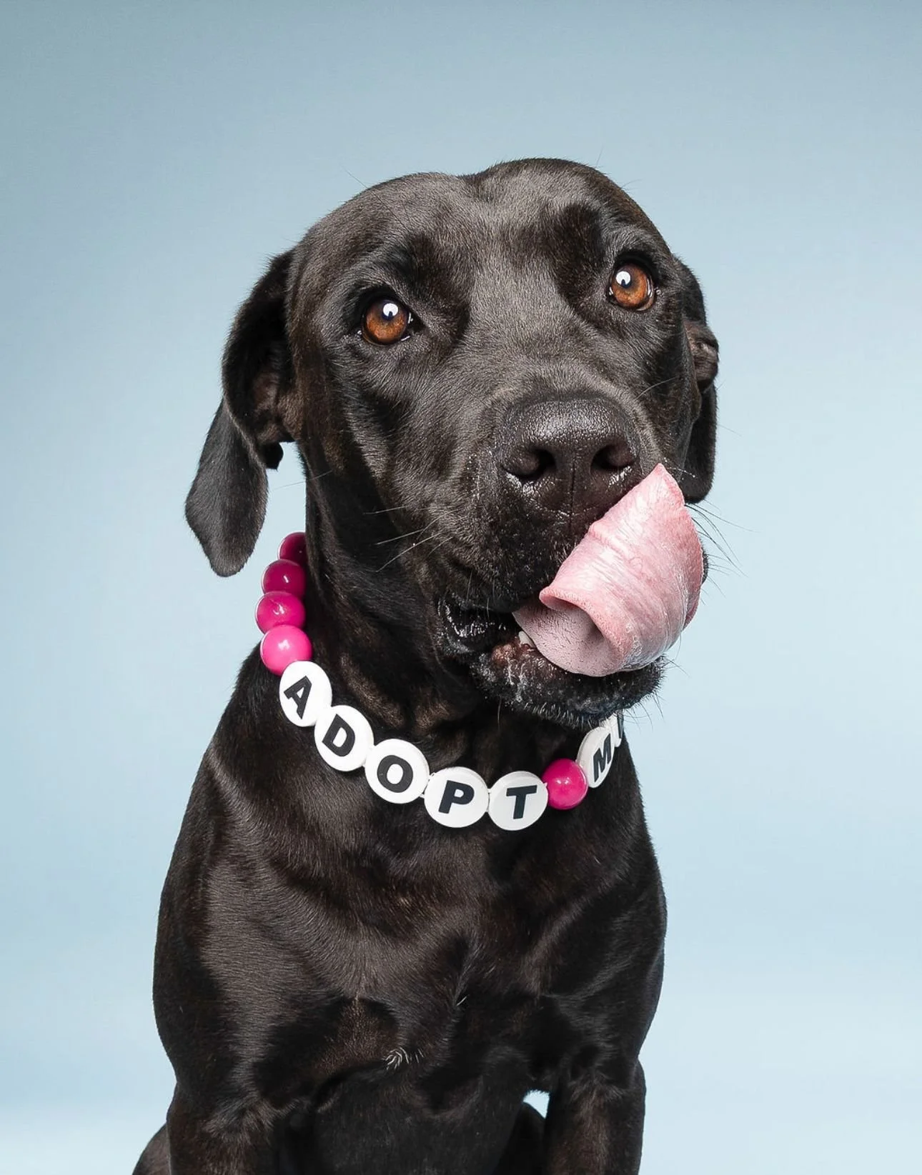 Foster pets at Kitty Puppy Alliance