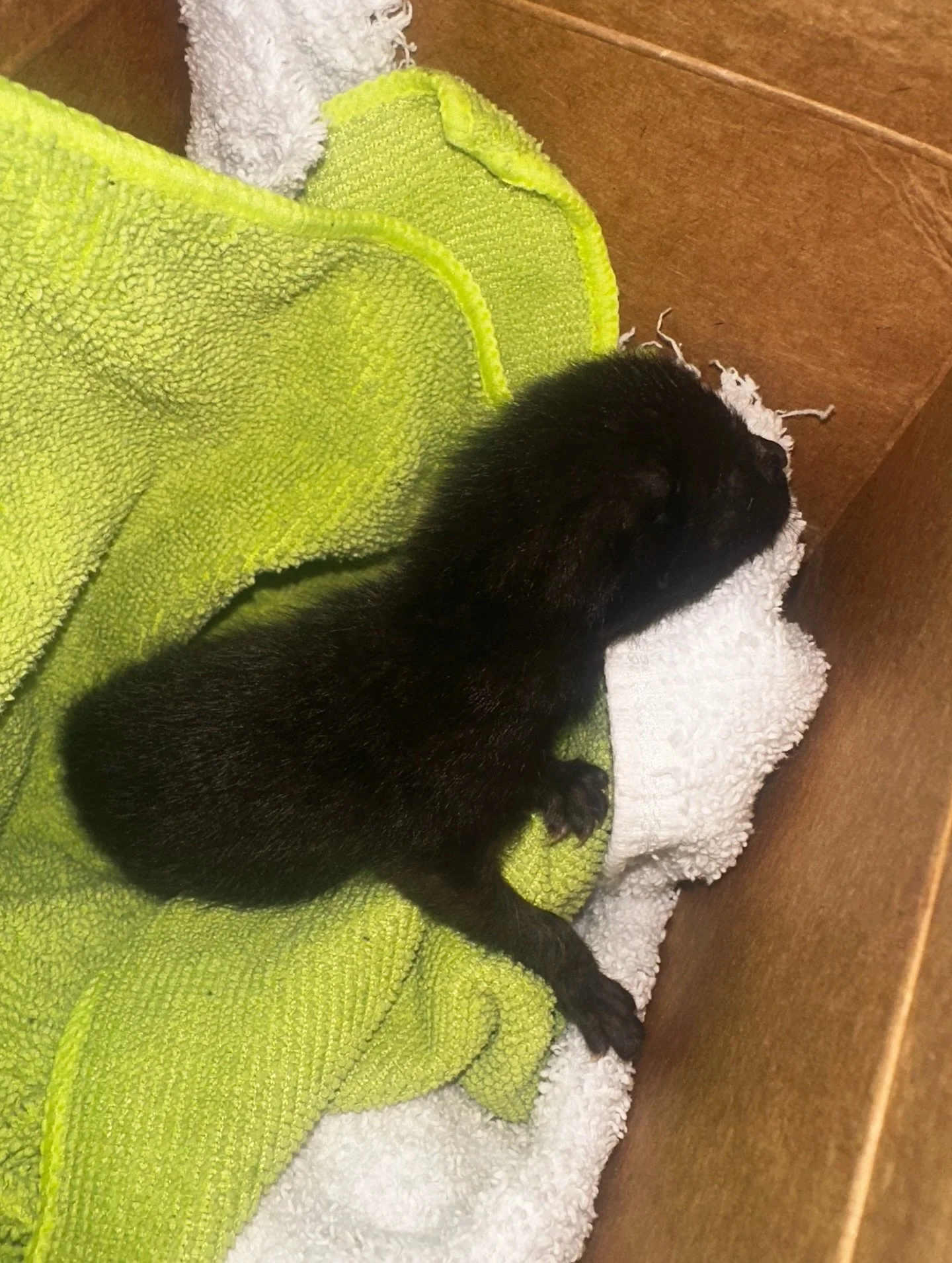 Neonate kitten rescue