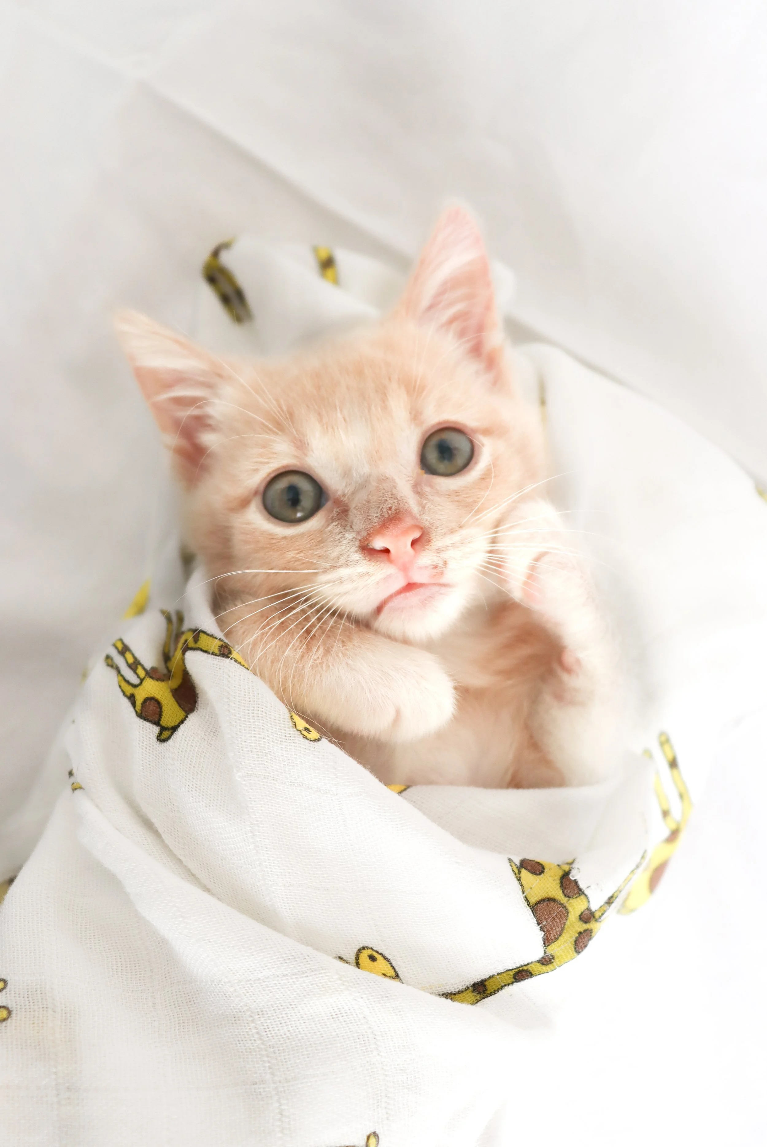 Rescued cat in foster care